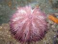 obrazek do "sea urchin" po polsku