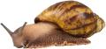 obrazek do "snail" po polsku