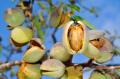 obrazek do "almond tree" po polsku