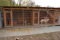 obrazek do "animal shelter" po polsku