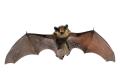 obrazek do "bat" po polsku
