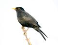 obrazek do "blackbird" po polsku