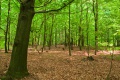 obrazek do "deciduous forest" po polsku