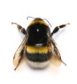 obrazek do "bumblebee" po polsku