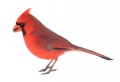 obrazek do "cardinal" po polsku