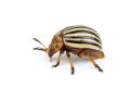 obrazek do "Colorado beetle" po polsku