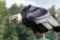 obrazek do "condor" po polsku