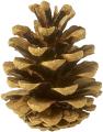 obrazek do "pinecone" po polsku