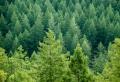 obrazek do "coniferous forest" po polsku