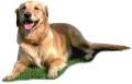 obrazek do "dog" po polsku