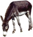 obrazek do "donkey" po polsku