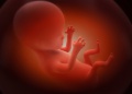 obrazek do "fetus" po polsku