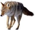 obrazek do "fox" po polsku