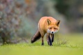 obrazek do "fox" po polsku