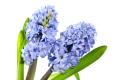 obrazek do "hyacinth" po polsku