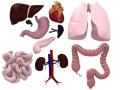 obrazek do "internal organs" po polsku