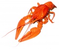obrazek do "lobster" po polsku
