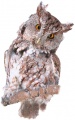 obrazek do "owl" po polsku