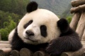 obrazek do "panda" po polsku