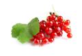 obrazek do "redcurrant" po polsku