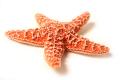 obrazek do "starfish" po polsku