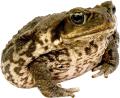 obrazek do "toad" po polsku