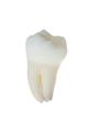 obrazek do "tooth" po polsku