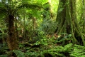 obrazek do "tropical forest" po polsku