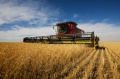 obrazek do "wheat harvest" po polsku