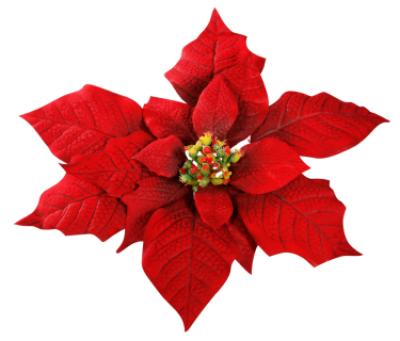 poinsettia 1) (NOUN) gwiazda betlejemska (roślina) img: poinsettia.jpg  categories: Obrazek do słówka w Słowniku Diki - Diki